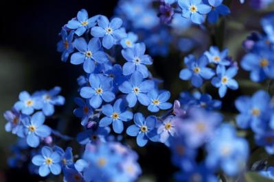 冬に咲き続ける花【7選】寒さに強い！葉牡丹、ワスレナグサ、ラナンキュラスなど育て方のポイント（サムネイル画像8）