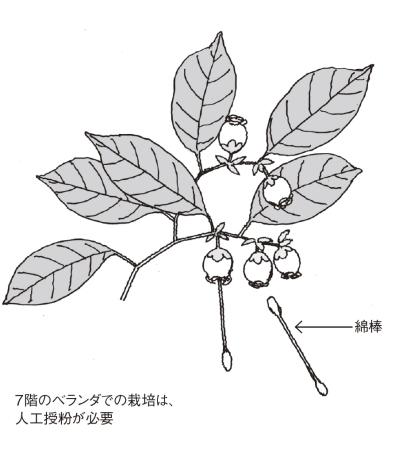 【ガーデニングQ&A】ブルーベリーの花は咲くのに実がつきません。どうしたらいい？（サムネイル画像2）