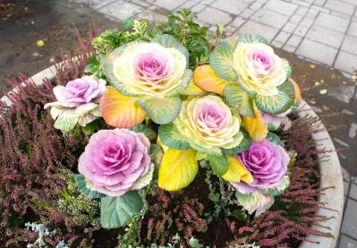 冬に咲き続ける花【7選】寒さに強い！葉牡丹、ワスレナグサ、ラナンキュラスなど育て方のポイント（サムネイル画像6）