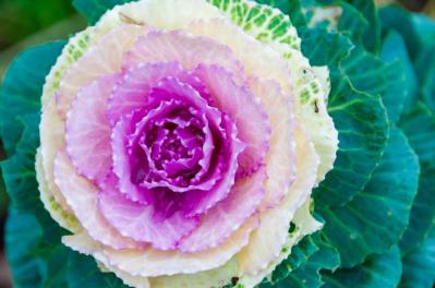 冬に咲き続ける花【7選】寒さに強い！葉牡丹、ワスレナグサ、ラナンキュラスなど育て方のポイント（サムネイル画像12）