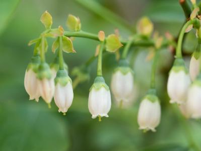 【ガーデニングQ&A】ブルーベリーの花は咲くのに実がつきません。どうしたらいい？（サムネイル画像3）