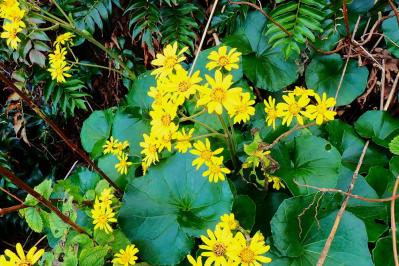 冬に咲き続ける花【7選】寒さに強い！葉牡丹、ワスレナグサ、ラナンキュラスなど育て方のポイント（サムネイル画像10）