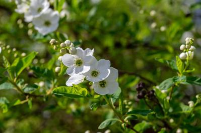 リキュウバイ（サムネイル画像）