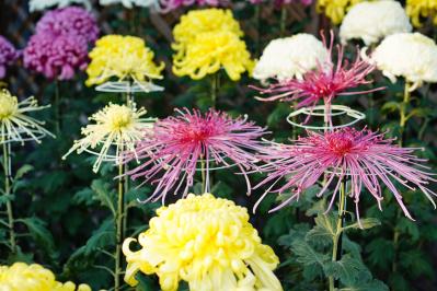 【ガーデニングQ&A】鉢植えのキクが2年目は小さな花しか咲きませんでした。植えかえは必要？