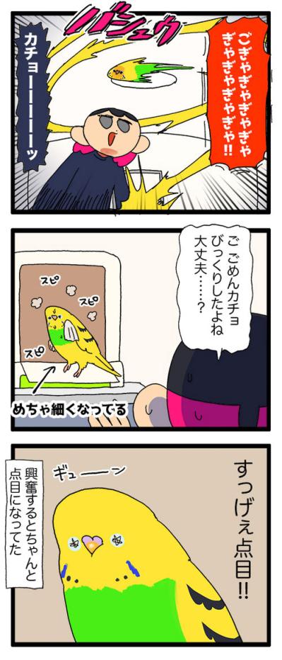 あまりにもセキセイインコすぎてビックリしてしまう！「そうか、大人になったんだね」【鳥マンガ #167】（サムネイル画像7）