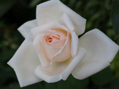 12月のバラ作業：初心者でもできる簡単お手入れ法と見逃せない品種選びのコツ【ガーデニング】（サムネイル画像2）