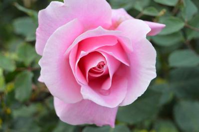 12月のバラ作業：初心者でもできる簡単お手入れ法と見逃せない品種選びのコツ【ガーデニング】（サムネイル画像6）