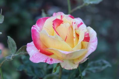 12月のバラ作業：初心者でもできる簡単お手入れ法と見逃せない品種選びのコツ【ガーデニング】（サムネイル画像3）