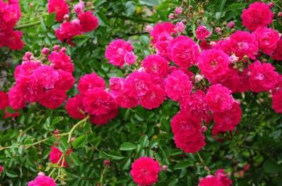 12月のバラ作業：初心者でもできる簡単お手入れ法と見逃せない品種選びのコツ【ガーデニング】（サムネイル画像4）