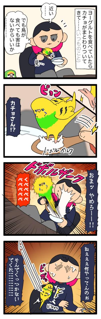 飼い主の食べているヨーグルトにダイブしたインコの末路【鳥マンガ #171】（サムネイル画像4）