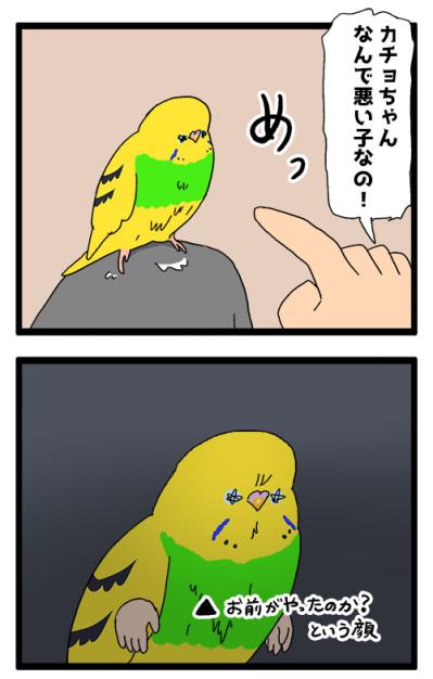 飼い主の食べているヨーグルトにダイブしたインコの末路【鳥マンガ #171】（サムネイル画像5）
