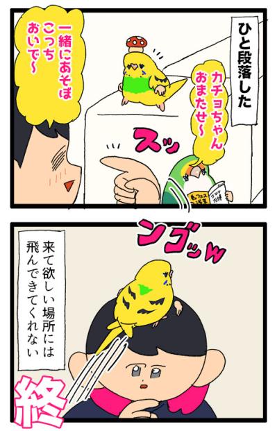 キッチンを克服したインコのカチョ！それでもできないことは…？【鳥マンガ #170】（サムネイル画像7）