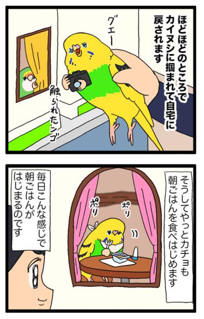 飼い主と先輩インコに律儀に挨拶！面白すぎるインコ・カチョの日常【鳥マンガ #169】（サムネイル画像5）