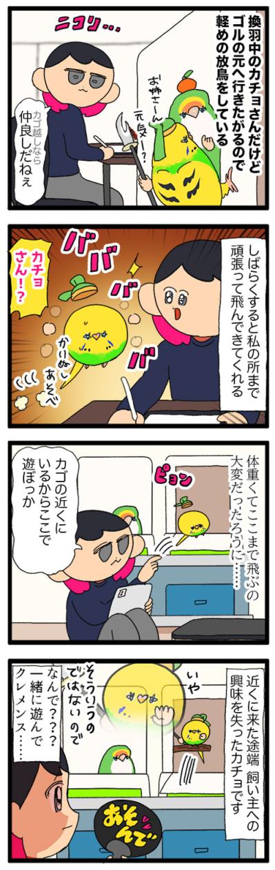 セキセイインコのツンデレ感がたまらない！カチョリエルと飼い主の愛しい駆け引き【鳥マンガ #173】（サムネイル画像4）