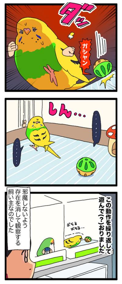 セキセイインコのツンデレ感がたまらない！カチョリエルと飼い主の愛しい駆け引き【鳥マンガ #173】（サムネイル画像6）