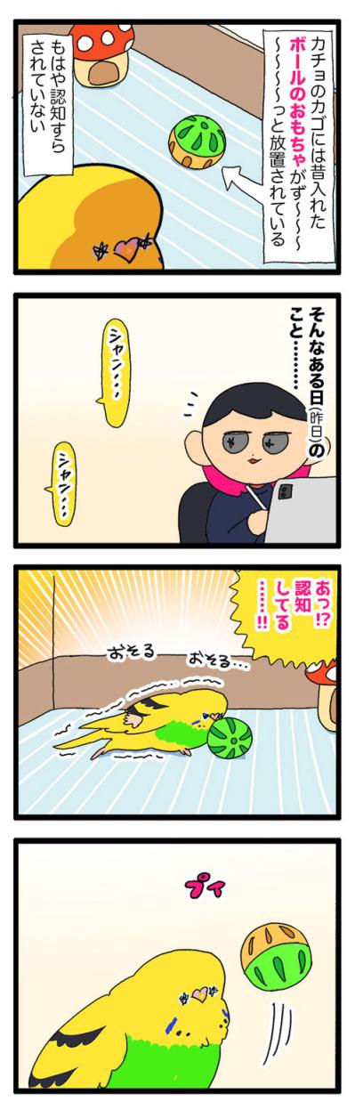 セキセイインコのツンデレ感がたまらない！カチョリエルと飼い主の愛しい駆け引き【鳥マンガ #173】（サムネイル画像5）