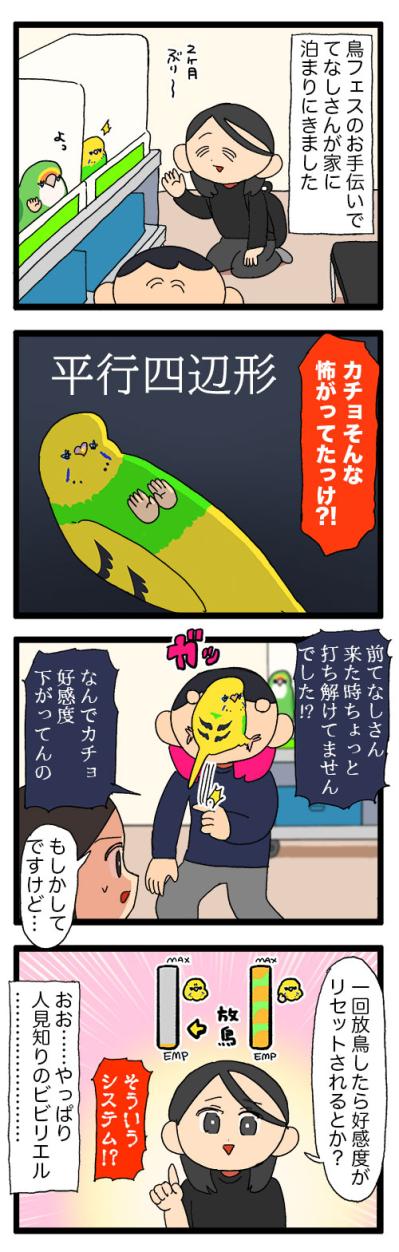 インコの換羽期。元気のないカチョを見た女帝ゴルちゃんの態度にびっくり！【鳥マンガ #172】（サムネイル画像4）