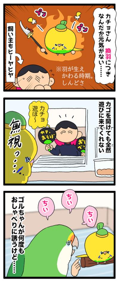 インコの換羽期。元気のないカチョを見た女帝ゴルちゃんの態度にびっくり！【鳥マンガ #172】（サムネイル画像5）
