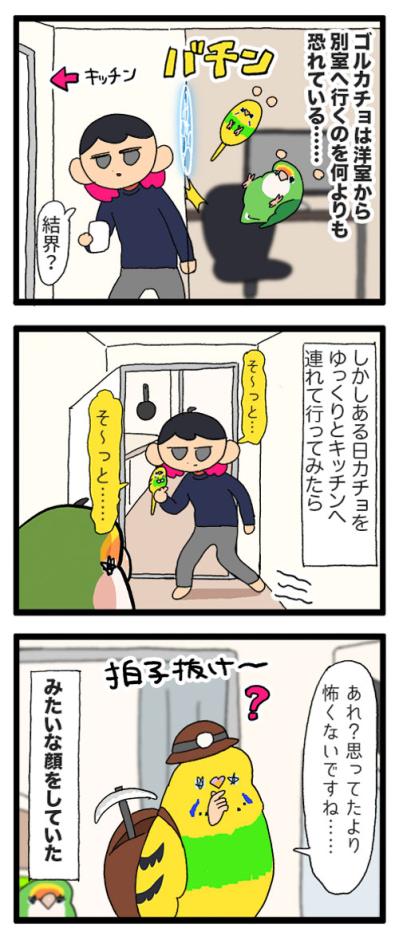 キッチンを克服したインコのカチョ！それでもできないことは…？【鳥マンガ #170】（サムネイル画像4）