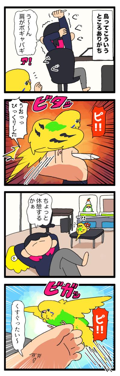キッチンを克服したインコのカチョ！それでもできないことは…？【鳥マンガ #170】（サムネイル画像6）