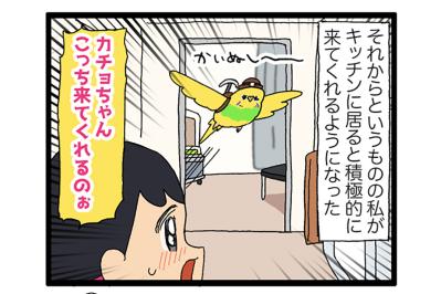 キッチンを克服したインコのカチョ！それでもできないことは…？【鳥マンガ #170】