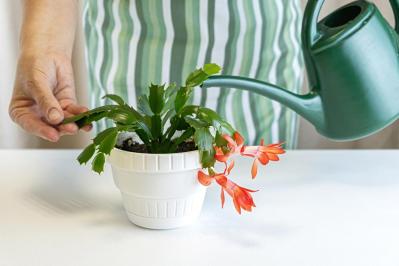 冬の室内ガーデニングを華やかに！咲き続ける鉢花［8選］と育て方のコツ（サムネイル画像12）