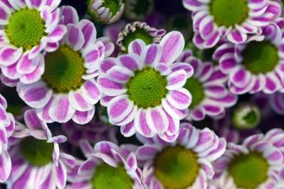 冬の室内ガーデニングを華やかに！咲き続ける鉢花［8選］と育て方のコツ（サムネイル画像8）