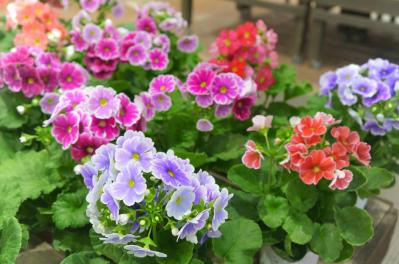 冬の室内ガーデニングを華やかに！咲き続ける鉢花［8選］と育て方のコツ（サムネイル画像11）