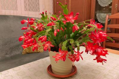 冬の室内ガーデニングを華やかに！咲き続ける鉢花［8選］と育て方のコツ（サムネイル画像3）