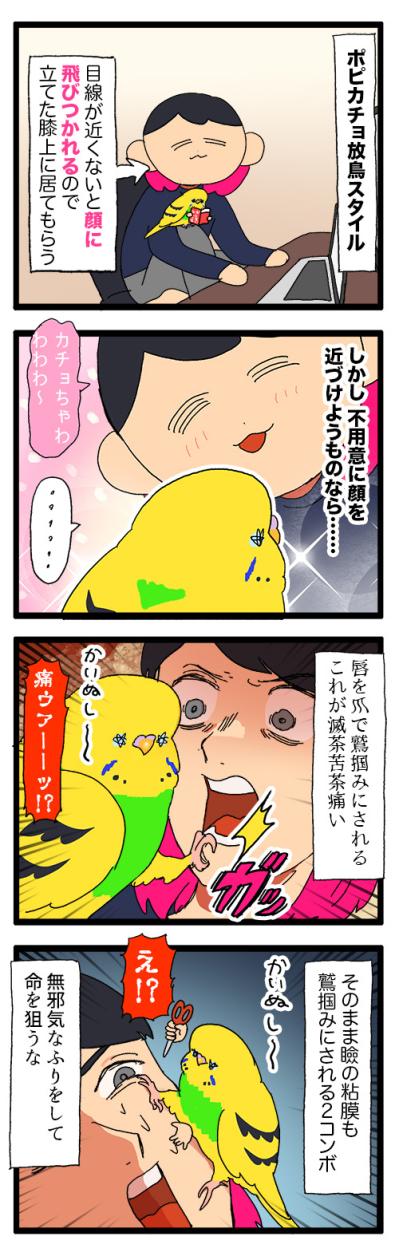 痛い！悪気なく飼い主の急所を狙ってくるセキセイインコ・カチョ【鳥マンガ #175】（サムネイル画像6）