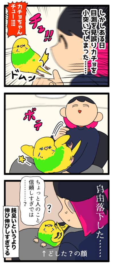 人見知りインコのカチョ。ついに来客に心を開く！【鳥マンガ #177】（サムネイル画像5）