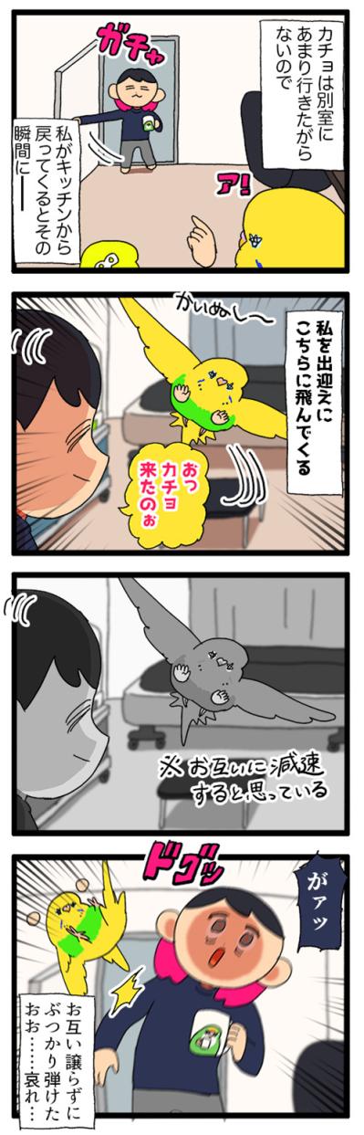飼い主のくしゃみに合いの手！花粉症のくしゃみ待ちをするカチョリエル【鳥マンガ #176】（サムネイル画像4）