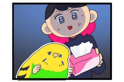飼い主のくしゃみに合いの手！花粉症のくしゃみ待ちをするカチョリエル【鳥マンガ #176】（サムネイル画像）