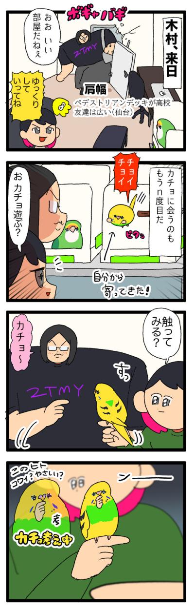 人見知りインコのカチョ。ついに来客に心を開く！【鳥マンガ #177】（サムネイル画像6）