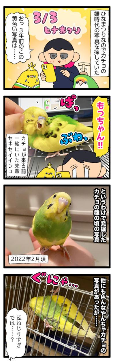 痛い！悪気なく飼い主の急所を狙ってくるセキセイインコ・カチョ【鳥マンガ #175】（サムネイル画像4）