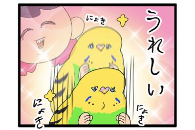 人見知りインコのカチョ。ついに来客に心を開く！【鳥マンガ #177】（サムネイル画像）