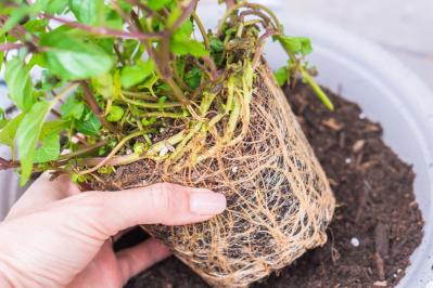 植物がぐんぐん育つ！鉢植えの用土選びのコツ。通気性・排水性を高めた配合土を作るには？