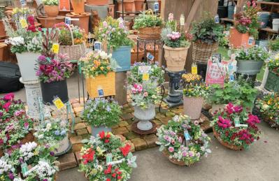 YouTubeが大人気【オニちゃん】直伝！寒さに負けない寄せ植えの作り方とは？（サムネイル画像4）