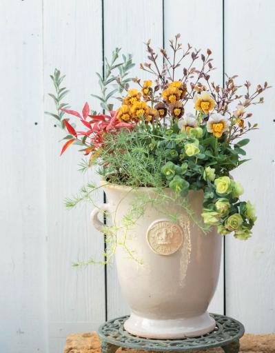 12月に作って春まで長く楽しむ！【オニちゃんの冬の寄せ植え】2選（サムネイル画像2）