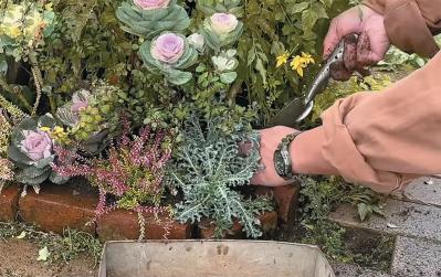 人気園芸店【フローラ黒田園芸】発！ 寒さに強いハボタンで作る冬でも華やかなミニ花壇（サムネイル画像7）