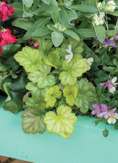 12月に作って春まで長く楽しむ！【オニちゃんの冬の寄せ植え】2選（サムネイル画像8）