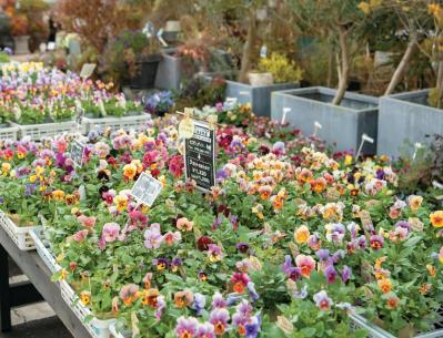 YouTubeが大人気【オニちゃん】直伝！寒さに負けない寄せ植えの作り方とは？（サムネイル画像2）