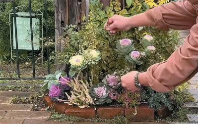 人気園芸店【フローラ黒田園芸】発！ 寒さに強いハボタンで作る冬でも華やかなミニ花壇（サムネイル画像8）