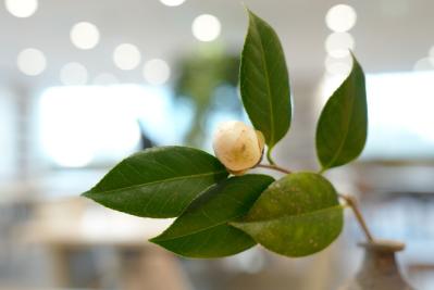 茶道が一気に身近に！抹茶ブームの今「chabako」（茶箱）で楽しむスマート茶会　潜入ルポ（サムネイル画像7）