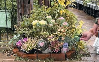 人気園芸店【フローラ黒田園芸】発！ 寒さに強いハボタンで作る冬でも華やかなミニ花壇（サムネイル画像6）