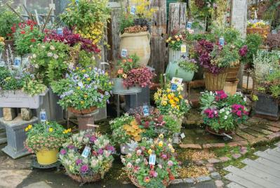 YouTubeが大人気【オニちゃん】直伝！寒さに負けない寄せ植えの作り方とは？（サムネイル画像3）