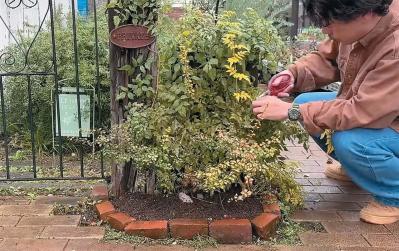 人気園芸店【フローラ黒田園芸】発！ 寒さに強いハボタンで作る冬でも華やかなミニ花壇（サムネイル画像5）