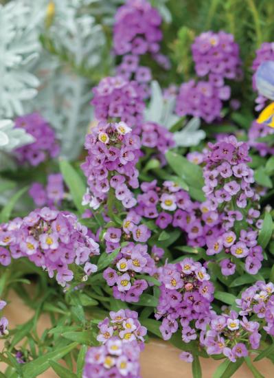 YouTubeが大人気【オニちゃん】直伝！寒さに負けない寄せ植えの作り方とは？（サムネイル画像7）