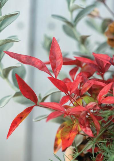 12月に作って春まで長く楽しむ！【オニちゃんの冬の寄せ植え】2選（サムネイル画像4）