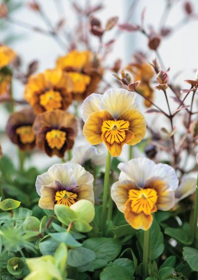 12月に作って春まで長く楽しむ！【オニちゃんの冬の寄せ植え】2選（サムネイル画像3）